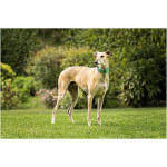 Spanish Greyhound 2