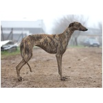 Spanish Greyhound 5