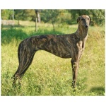 Spanish Greyhound 6
