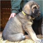 Spanish Mastiff 9