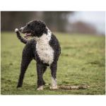Spanish Water Dog 9