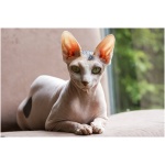Sphynx 0