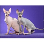 Sphynx 1