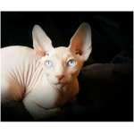 Sphynx 3