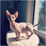 Sphynx 5
