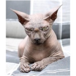 Sphynx 6