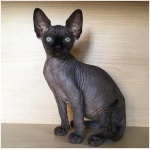 Sphynx 7