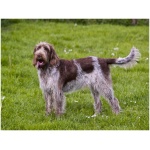 Spinone Italiano 9