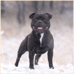 Staffordshire Bull Terrier 0