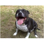 Staffordshire Bull Terrier 1
