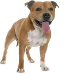 Staffordshire Bull Terrier 5