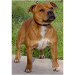 Staffordshire Bull Terrier 6