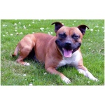 Staffordshire Bull Terrier 7