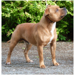 Staffordshire Bull Terrier 8