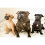 Staffordshire Bull Terrier 9