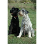 Standard Schnauzer 0