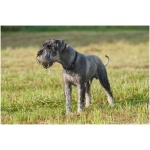 Standard Schnauzer 1