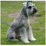 Standard Schnauzer 2