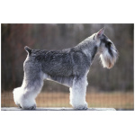 Standard Schnauzer 5