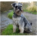 Standard Schnauzer 6