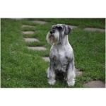 Standard Schnauzer 8