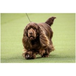 Sussex Spaniel 2