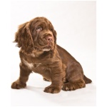 Sussex Spaniel 9