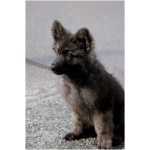 Swedish Lapphund 3