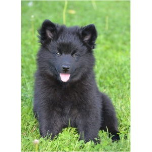 Swedish Lapphund 9