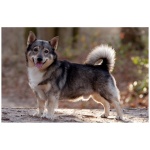 Swedish Vallhund 4