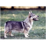 Swedish Vallhund 9