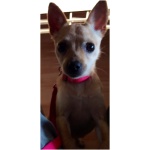 Taco Terrier 1