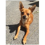 Taco Terrier 9