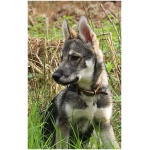 Tamaskan Dog 9