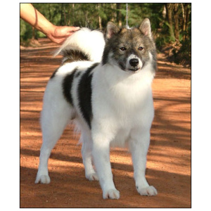 Thai Bangkaew Dog 9
