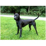 Thai Ridgeback 1
