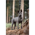 Thai Ridgeback 2