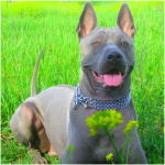Thai Ridgeback 3