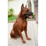 Thai Ridgeback 4