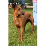 Thai Ridgeback 5