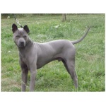 Thai Ridgeback 6