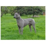 Thai Ridgeback 7