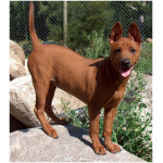 Thai Ridgeback 9