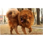 Tibetan Mastiff 1