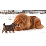 Tibetan Mastiff 9