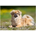 Tibetan Spaniel 8