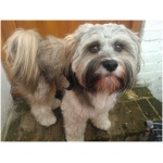 Tibetan Terrier 0