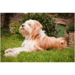 Tibetan Terrier 1
