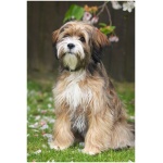 Tibetan Terrier 2