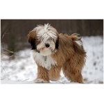 Tibetan Terrier 3